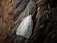Philedia punctomacularia