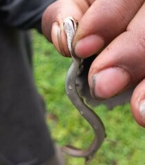 Thamnophis chrysocephalus