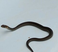 Thamnophis chrysocephalus