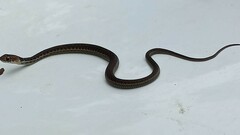 Thamnophis chrysocephalus