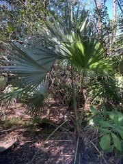 Leucothrinax morrisii