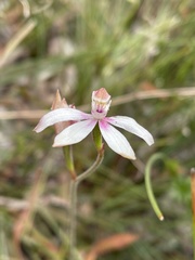 Caladenia moschata