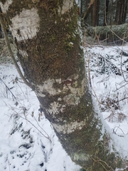 Didymosphaeria oregonensis