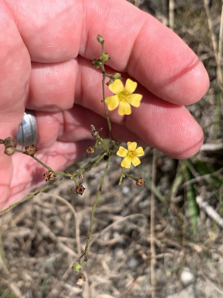 sand flax from Big Pine Key, Big Pine Key, FL, US on December 1, 2022