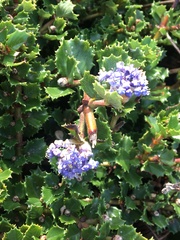 Ceanothus gloriosus