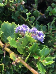 Ceanothus gloriosus
