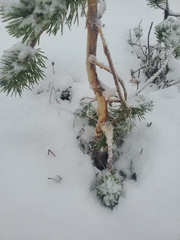 Odocoileus hemionus sitkensis