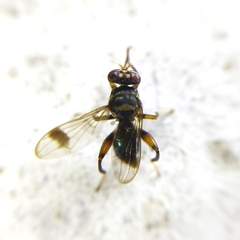 Richardiidae