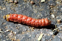 Anisota oslari
