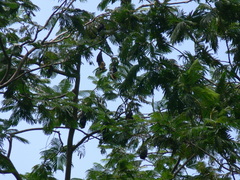 Pteropus seychellensis seychellensis