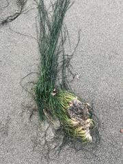 Phyllospadix torreyi