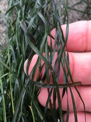 Phyllospadix torreyi