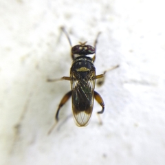 Richardiidae