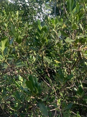 Myrsine cubana