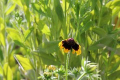 Rudbeckia amplexicaulis