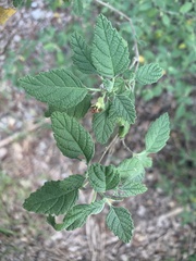 Varronia bullata