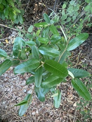 Quadrella jamaicensis