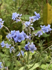 Cynoglossum amabile