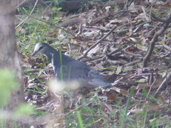 Leucosarcia melanoleuca