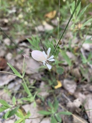 Silene vulgaris