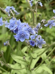 Cynoglossum amabile