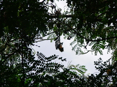 Pteropus seychellensis seychellensis