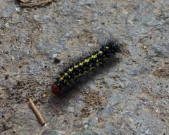 Gnophaela discreta