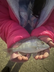 Orthopristis chrysoptera