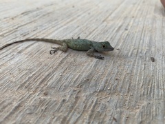 Anolis ignigularis
