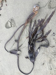 Laminaria setchellii
