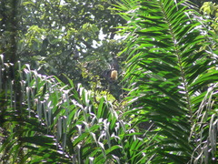 Pteropus seychellensis seychellensis