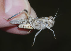 Trachyrhachys aspera