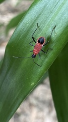 Pyrrhocoridae