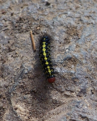 Gnophaela discreta