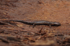 Parvimolge townsendi