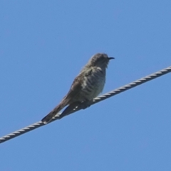 Chrysococcyx basalis