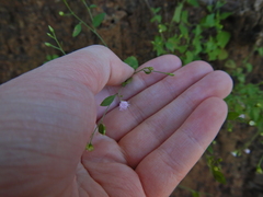 Cyanthillium cinereum