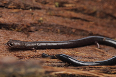 Pseudoeurycea lineola