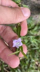 Ruellia repens