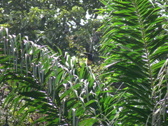 Pteropus seychellensis seychellensis