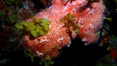 Spirastrella coccinea