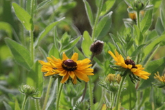 Rudbeckia hirta