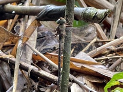 Gynacantha subinterrupta