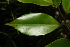 Ilex macfadyenii