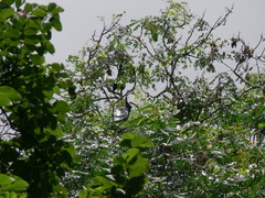 Pteropus seychellensis seychellensis