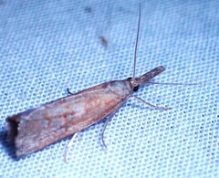 Neodactria luteolellus