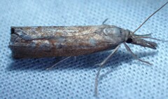 Neodactria luteolellus