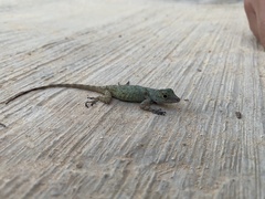 Anolis ignigularis