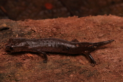 Plethodontidae