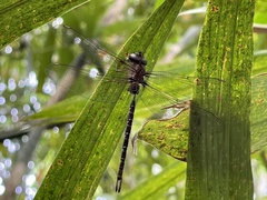Gynacantha subinterrupta